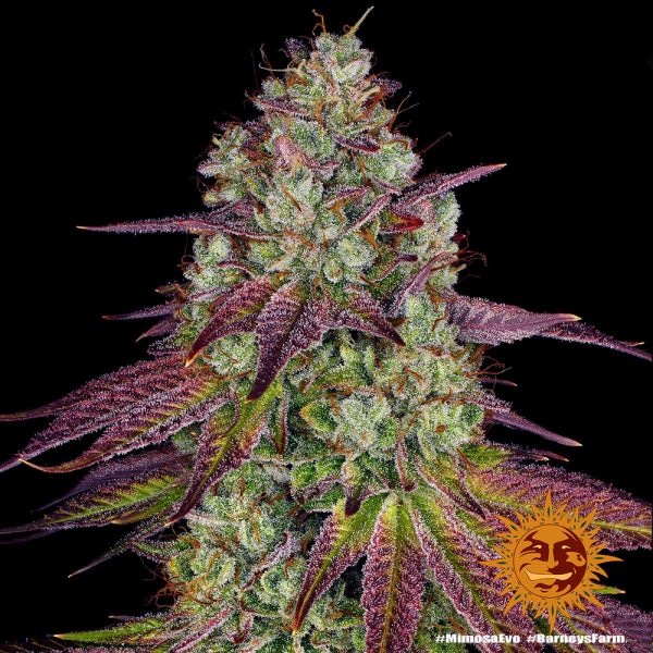 BearBush-Bear-Bush-Botanical-Collective-Barneys-Farm-Mimosa-Evo-Fem-3