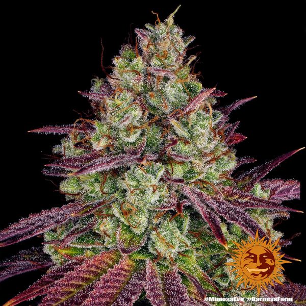 BearBush-Bear-Bush-Botanical-Collective-Barneys-Farm-Mimosa-Evo-Fem-4