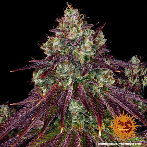 BearBush-Bear-Bush-Botanical-Collective-Barneys-Farm-Mimosa-Evo-Fem-5