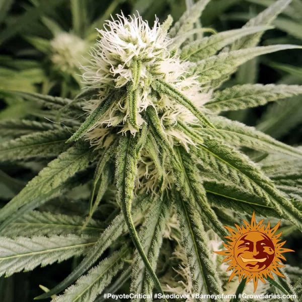 BearBush-Bear-Bush-Botanical-Collective-Barneys-Farm-Peyote-Critical-Fem-11