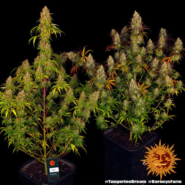 BearBush-Bear-Bush-Botanical-Collective-Barneys-Farm-Tangerine-Dream-Fem-4