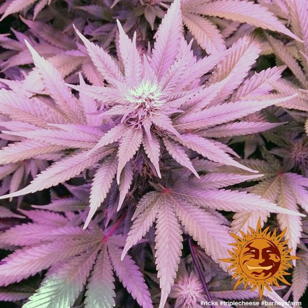 BearBush-Bear-Bush-Botanical-Collective-Barneys-Farm-Triple-Cheese-Fem-6