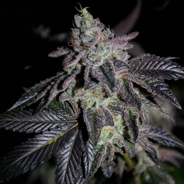 BearBush-Bear-Bush-Botanical-Collective-Grounded-Genetics-Apple-Fritter-x-Jealousy-Reg-2