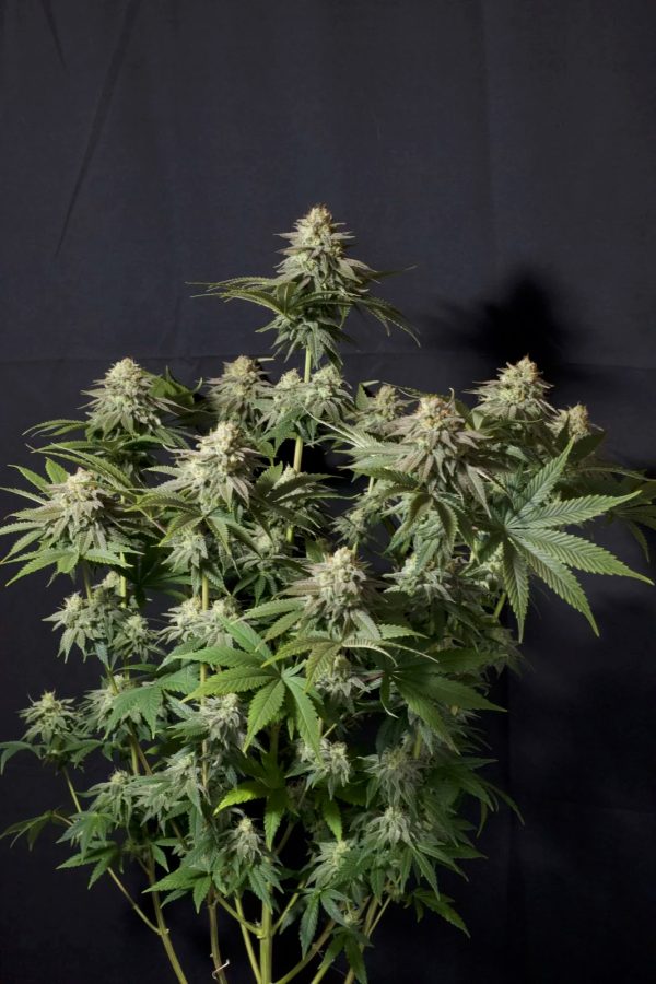 BearBush-Bear-Bush-Botanical-Collective-420-Fast-Buds-Orange-Sherbet-FF-Fast-Flowering-7