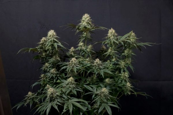 BearBush-Bear-Bush-Botanical-Collective-420-Fast-Buds-Tropicana-Cookies-FF-Fast-Flowering-5