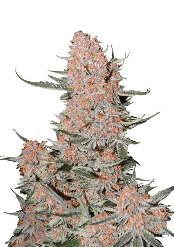 BearBush-Bear-Bush-Botanical-Collective-420-Fast-Buds-Ztrawberriez-Auto-2