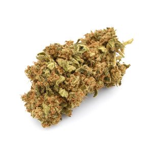 BearBush-Bear-Bush-Botanical-Collective-Canapa-Cannabis-CBD-Erba-Fumo-Grow-Head-Hemp-Legal-Light-Marjuana-Seed-Semi-Smoke-Vapor-Weed-Buds-Cime-Flowers-Fiori-Inflorescences-Infiorescenze-Lime