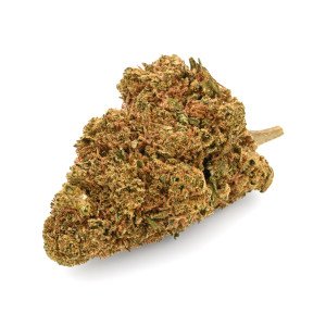 BearBush-Bear-Bush-Botanical-Collective-Canapa-Cannabis-CBD-Erba-Fumo-Grow-Head-Hemp-Legal-Light-Marjuana-Seed-Semi-Smoke-Vapor-Weed-Buds-Cime-Flowers-Fiori-Inflorescences-Infiorescenze-Sour-Diesel