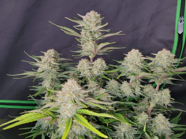 BearBush-Bear-Bush-Botanical-Collective-Fast-Buds-Apricot-Auto-3-v2