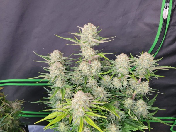 BearBush-Bear-Bush-Botanical-Collective-Fast-Buds-Apricot-Auto-4-v2