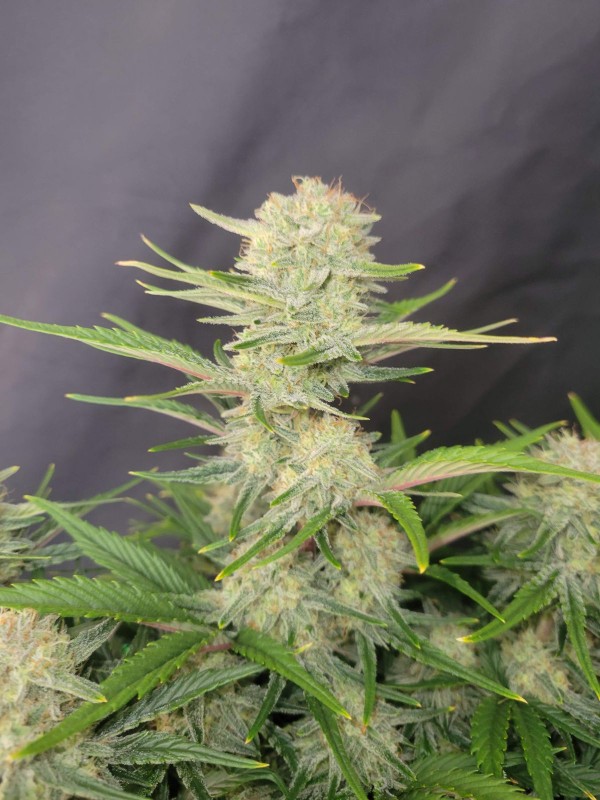BearBush-Bear-Bush-Botanical-Collective-Fast-Buds-Apricot-Auto-5-v2