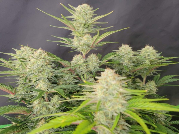 BearBush-Bear-Bush-Botanical-Collective-Fast-Buds-Apricot-Auto-6-v2