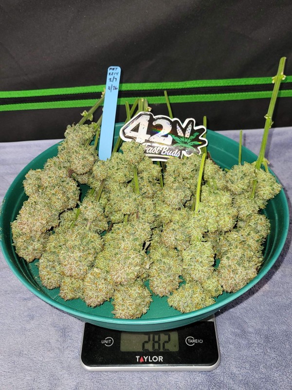 BearBush-Bear-Bush-Botanical-Collective-Fast-Buds-Apricot-Auto-7-v2
