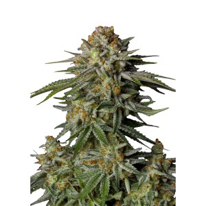 BearBush-Bear-Bush-Botanical-Collective-Fast-Buds-GG4-Sherbet-FF-Fast-Flowering-2-v2