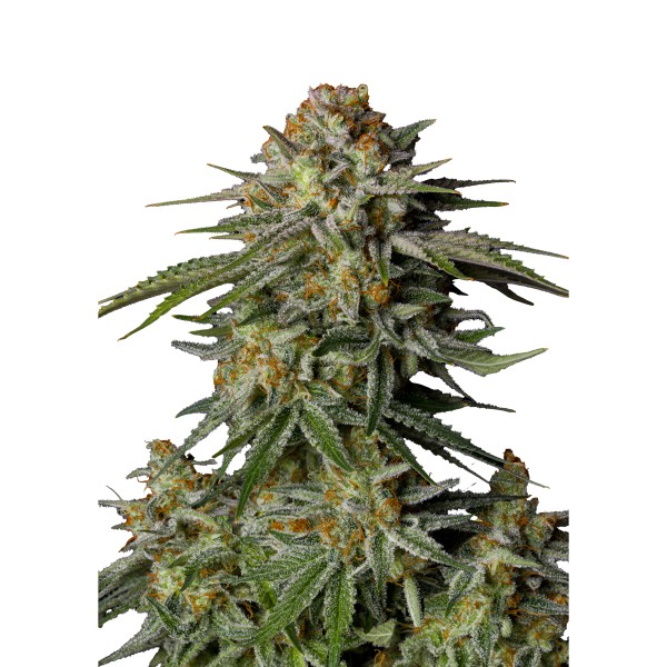 BearBush-Bear-Bush-Botanical-Collective-Fast-Buds-GG4-Sherbet-FF-Fast-Flowering-2-v2