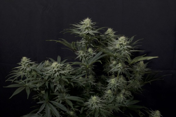 BearBush-Bear-Bush-Botanical-Collective-Fast-Buds-GG4-Sherbet-FF-Fast-Flowering-3-v2