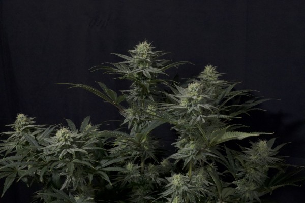 BearBush-Bear-Bush-Botanical-Collective-Fast-Buds-GG4-Sherbet-FF-Fast-Flowering-4-v2
