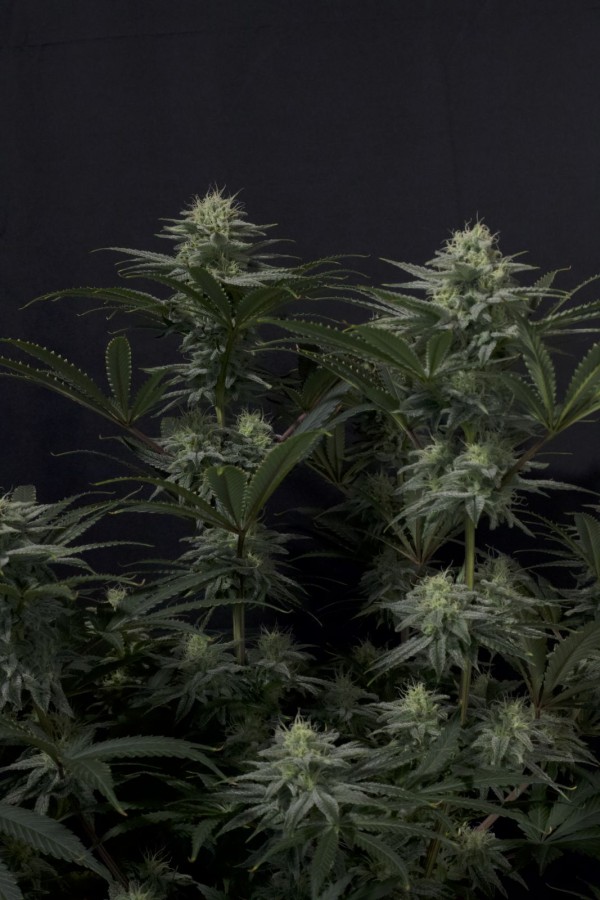 BearBush-Bear-Bush-Botanical-Collective-Fast-Buds-GG4-Sherbet-FF-Fast-Flowering-5-v2
