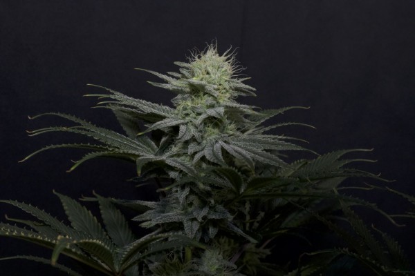 BearBush-Bear-Bush-Botanical-Collective-Fast-Buds-GG4-Sherbet-FF-Fast-Flowering-7-v2