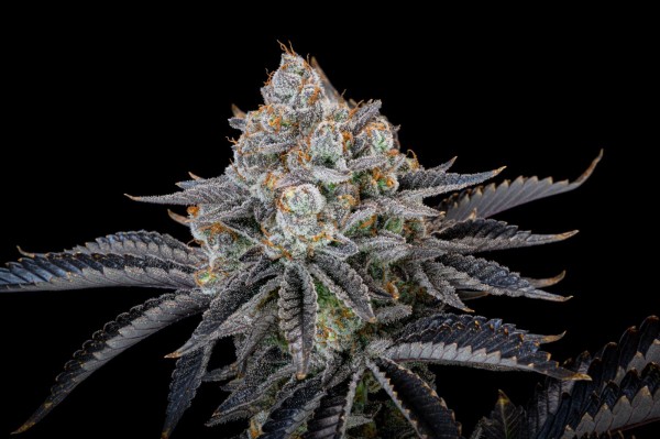 BearBush-Bear-Bush-Botanical-Collective-Fast-Buds-Gorilla-Cookies-FF-Fast-Flowering-10-v2