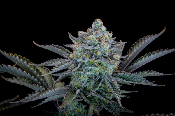 BearBush-Bear-Bush-Botanical-Collective-Fast-Buds-Gorilla-Cookies-FF-Fast-Flowering-11-v2