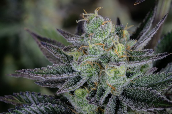 BearBush-Bear-Bush-Botanical-Collective-Fast-Buds-Gorilla-Cookies-FF-Fast-Flowering-12-v2