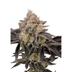 BearBush-Bear-Bush-Botanical-Collective-Fast-Buds-Gorilla-Cookies-FF-Fast-Flowering-2-v2