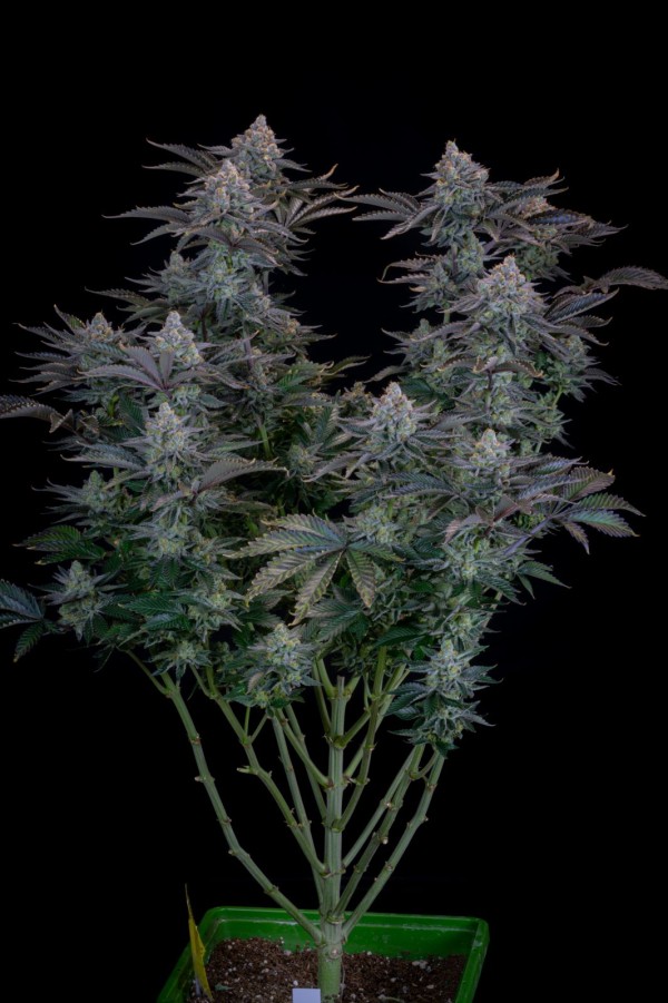 BearBush-Bear-Bush-Botanical-Collective-Fast-Buds-Gorilla-Cookies-FF-Fast-Flowering-3-v2