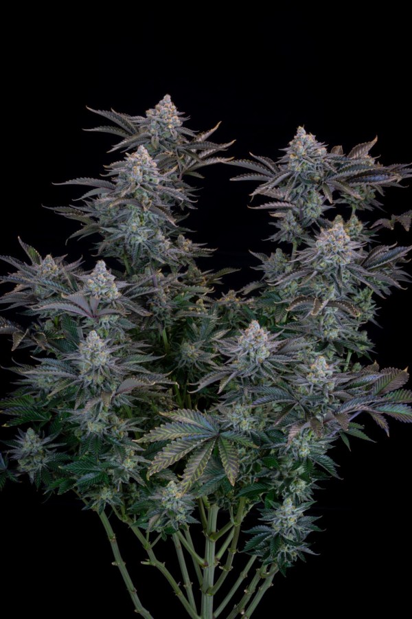 BearBush-Bear-Bush-Botanical-Collective-Fast-Buds-Gorilla-Cookies-FF-Fast-Flowering-4-v2