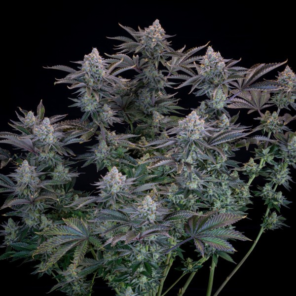 BearBush-Bear-Bush-Botanical-Collective-Fast-Buds-Gorilla-Cookies-FF-Fast-Flowering-5-v2