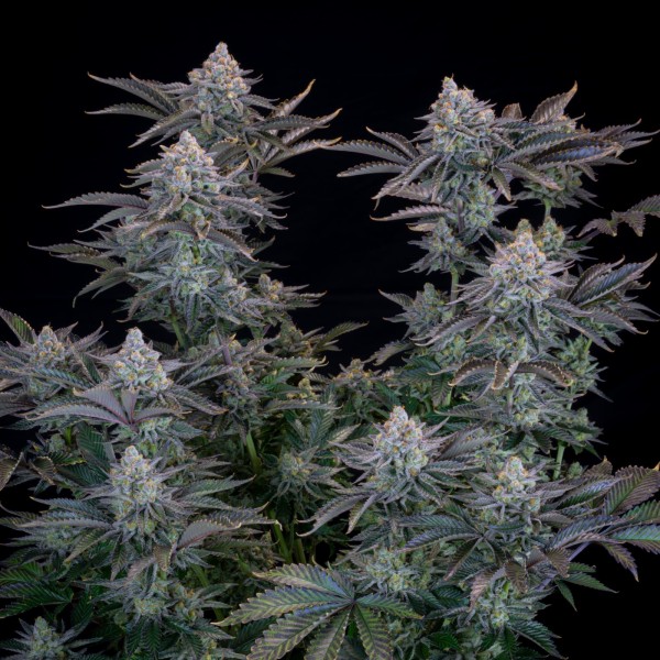 BearBush-Bear-Bush-Botanical-Collective-Fast-Buds-Gorilla-Cookies-FF-Fast-Flowering-6-v2