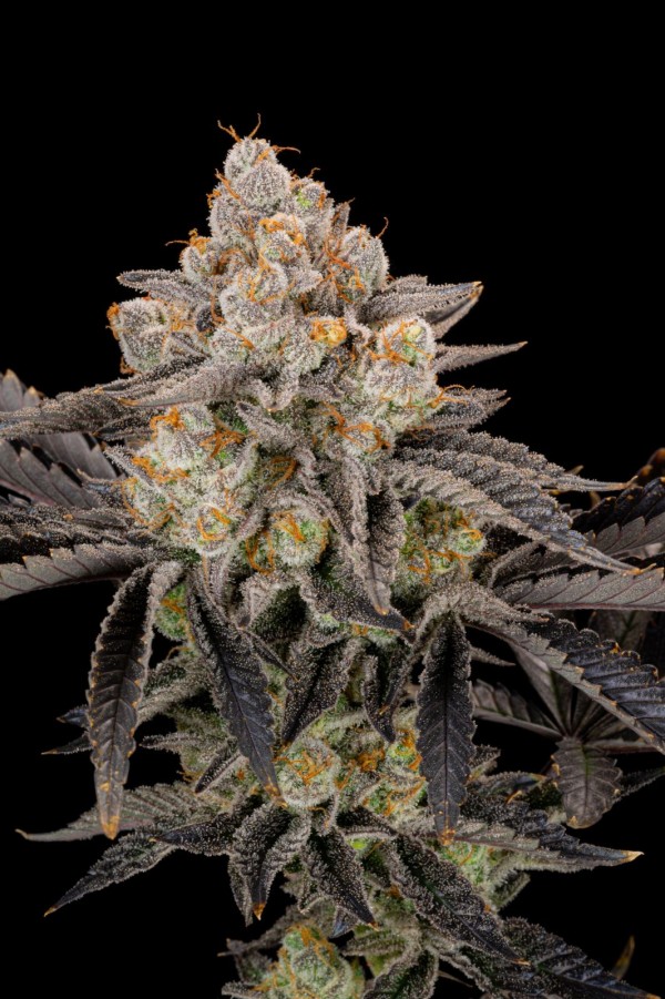 BearBush-Bear-Bush-Botanical-Collective-Fast-Buds-Gorilla-Cookies-FF-Fast-Flowering-8-v2