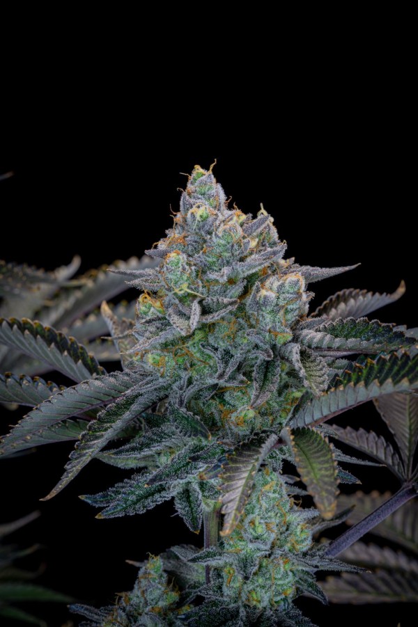 BearBush-Bear-Bush-Botanical-Collective-Fast-Buds-Gorilla-Cookies-FF-Fast-Flowering-9-v2