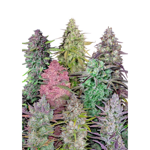 BearBush-Bear-Bush-Botanical-Collective-Fast-Buds-Mix-Pack-Auto-2-v2