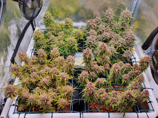 BearBush-Bear-Bush-Botanical-Collective-Fast-Buds-Mix-Pack-Auto-4-v2