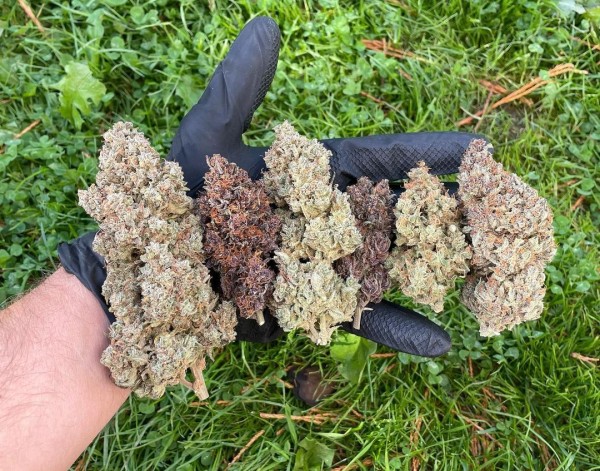BearBush-Bear-Bush-Botanical-Collective-Fast-Buds-Mix-Pack-Auto-5-v2