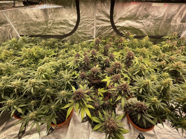 BearBush-Bear-Bush-Botanical-Collective-Fast-Buds-Mix-Pack-Auto-6-v2