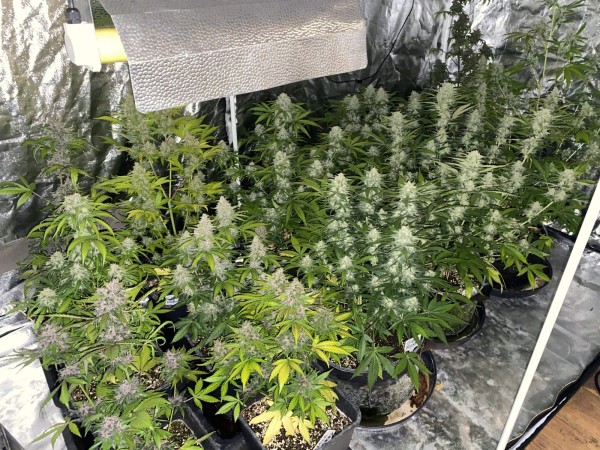 BearBush-Bear-Bush-Botanical-Collective-Fast-Buds-Mix-Pack-Auto-7-v2