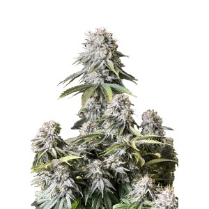 BearBush-Bear-Bush-Botanical-Collective-Fast-Buds-Orange-Sherbet-FF-Fast-Flowering-2-v2
