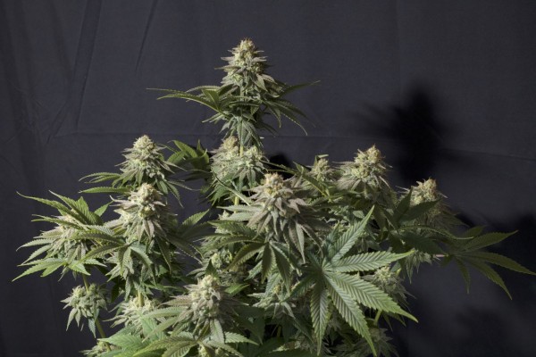 BearBush-Bear-Bush-Botanical-Collective-Fast-Buds-Orange-Sherbet-FF-Fast-Flowering-4-v2