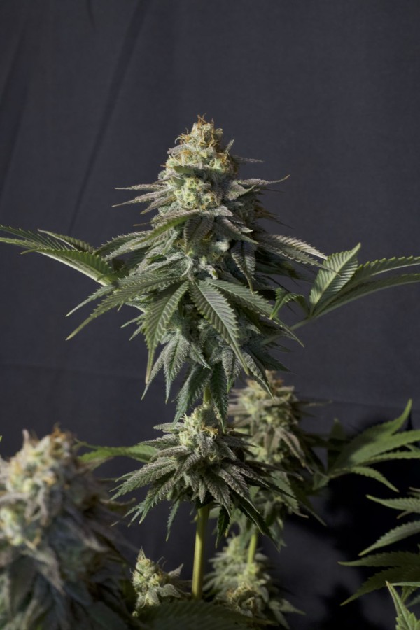 BearBush-Bear-Bush-Botanical-Collective-Fast-Buds-Orange-Sherbet-FF-Fast-Flowering-5-v2