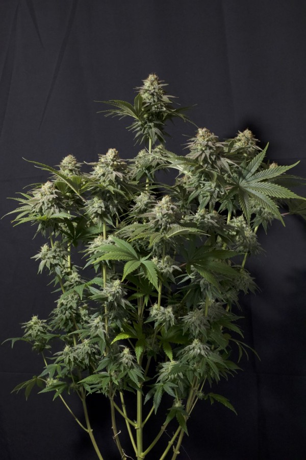BearBush-Bear-Bush-Botanical-Collective-Fast-Buds-Orange-Sherbet-FF-Fast-Flowering-7-v2