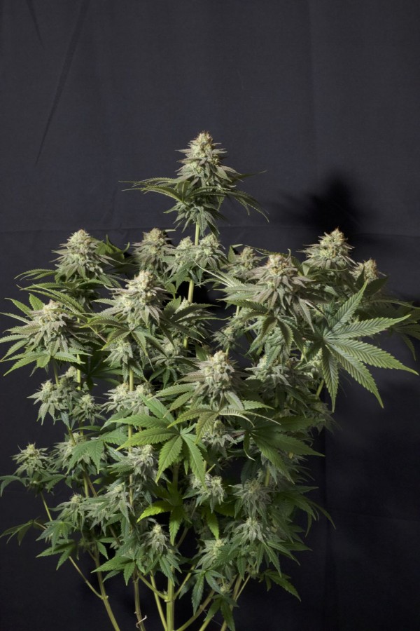 BearBush-Bear-Bush-Botanical-Collective-Fast-Buds-Orange-Sherbet-FF-Fast-Flowering-8-v2