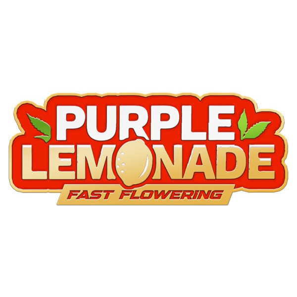 BearBush-Bear-Bush-Botanical-Collective-Fast-Buds-Purple-Lemonade-FF-Fast-Flowering-1-v2
