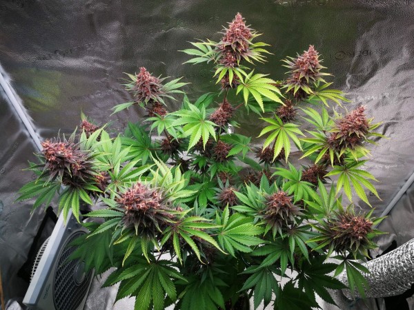 BearBush-Bear-Bush-Botanical-Collective-Fast-Buds-Purple-Lemonade-FF-Fast-Flowering-11-v2