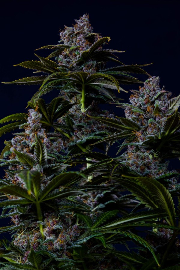 BearBush-Bear-Bush-Botanical-Collective-Fast-Buds-Purple-Lemonade-FF-Fast-Flowering-12-v2