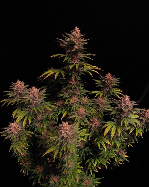 BearBush-Bear-Bush-Botanical-Collective-Fast-Buds-Purple-Lemonade-FF-Fast-Flowering-3-v2
