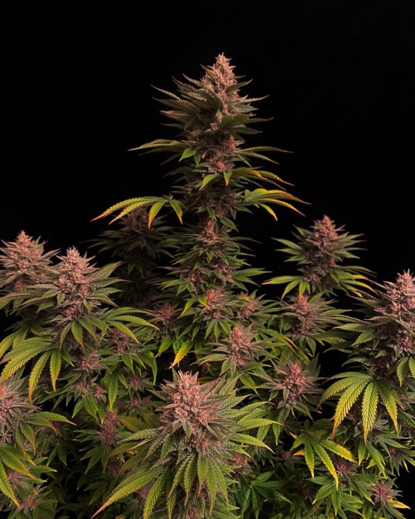 BearBush-Bear-Bush-Botanical-Collective-Fast-Buds-Purple-Lemonade-FF-Fast-Flowering-4-v2