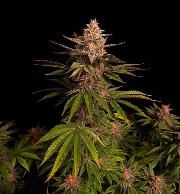 BearBush-Bear-Bush-Botanical-Collective-Fast-Buds-Purple-Lemonade-FF-Fast-Flowering-5-v2