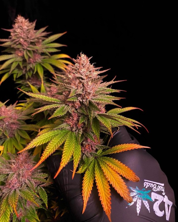 BearBush-Bear-Bush-Botanical-Collective-Fast-Buds-Purple-Lemonade-FF-Fast-Flowering-6-v2